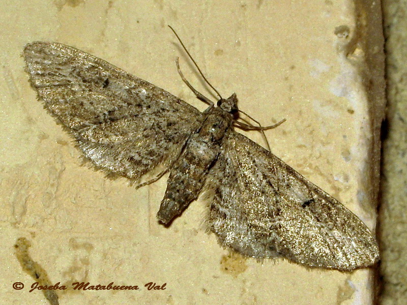 Eupithecia sp. (Geometridae) - 3